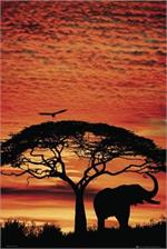 Elephant Safari Poster - 24