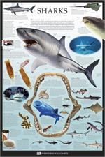 Sharks Poster - 24