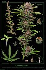 Cannabis Sativa Poster - 24