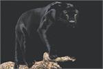 Black Panther Poster Image