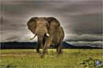 African Majesty Poster - 24