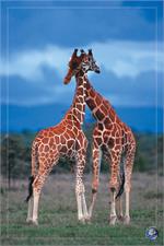 Giraffes Poster - 24